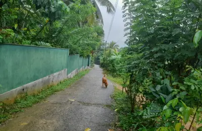 4 LOTS OF LAND FOR SALE(ඉඩම් කැබලි 4ක් විකිනීමට)