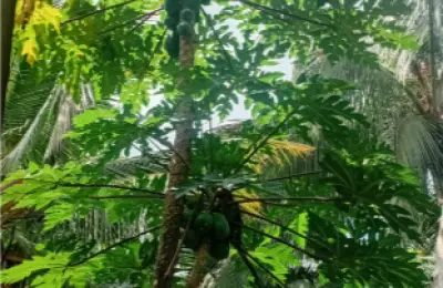 සුන්දර තිස්ස මහාරාමයෙන් ඔබටත් මෙන්න කදිම ඉඩමක්......