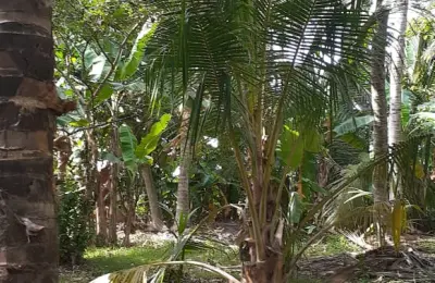 Land for sale in Tissamaharamaya