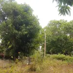 📍 තිස්ස – මාතර ප්‍රධාන මාර්ගයට මුහුණලා - පදිංචියකට සහ ආයෝජනයකට සුදුසු ඉඩමක් විකිණීමට !