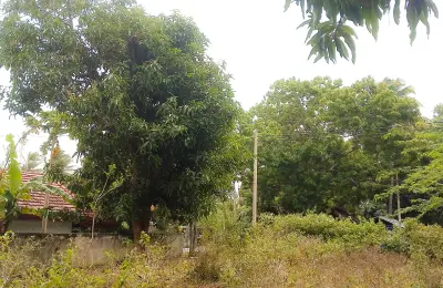 📍 තිස්ස – මාතර ප්‍රධාන මාර්ගයට මුහුණලා - පදිංචියකට සහ ආයෝජනයකට සුදුසු ඉඩමක් විකිණීමට !