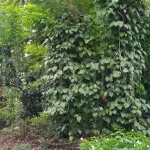 Residential Land for Sale in Kadawatha