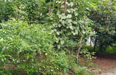 Residential Land for Sale in Kadawatha