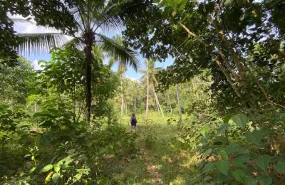 A 228 perches square coconut land for sale in Gampaha