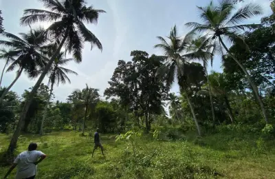 A 228 perches square coconut land for sale in Gampaha