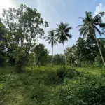 A 228 perches square coconut land for sale in Gampaha