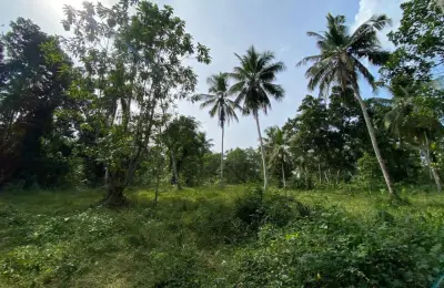 A 228 perches square coconut land for sale in Gampaha