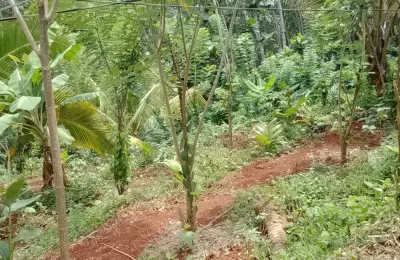 වටිනා ඉඩමක් විකිනිමට